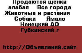 Продаются щенки алабая  - Все города Животные и растения » Собаки   . Ямало-Ненецкий АО,Губкинский г.